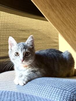 Audrey -  Domestic Medium Hair and Domestic Short Hair Cat for Adoption in Walnut Creek, California - Audrey | PetCurious