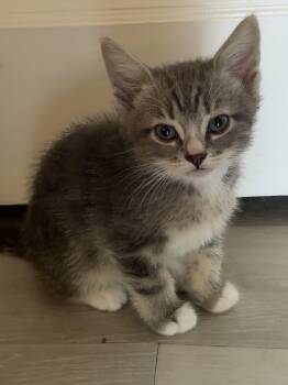 Draco -  Tabby Cat for Adoption in San Juan Capistrano, California - Draco | PetCurious