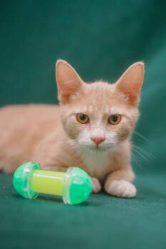 Noey -  Tabby Cat for Adoption in Newberg, Oregon - Noey | PetCurious