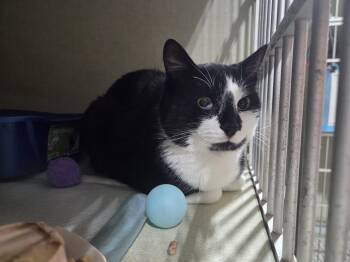 Moja Droga -  Domestic Short Hair Cat for Adoption in Billings, Montana - Moja Droga | PetCurious