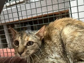 Rescue Domestic Medium Hair Cats for Adoption in Salisbury, Maryland - Galaxy | PetCurious