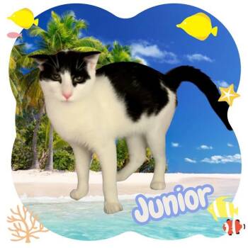 JUNIOR -  Domestic Short Hair Cat for Adoption in Visalia, California - JUNIOR | PetCurious