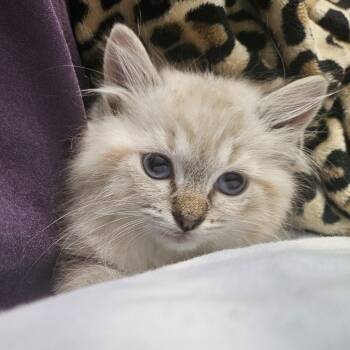 LIght Fury -  Domestic Medium Hair Cat for Adoption in Monson, Massachusetts - LIght Fury | PetCurious