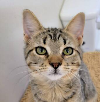 Ledyba -  Domestic Short Hair Cat for Adoption in Evans, Georgia - Ledyba | PetCurious