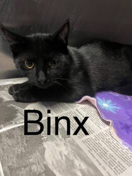 Binx -  Domestic Short Hair Cat for Adoption in Princeton, Indiana - Binx | PetCurious