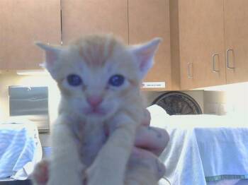 UTAH -  Domestic Short Hair Cat Available for Adoption in Sacramento, California - UTAH | PetCurious