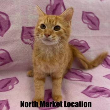 Chanel -  Domestic Medium Hair Cat for Adoption in Raleigh, North Carolina - Chanel | PetCurious