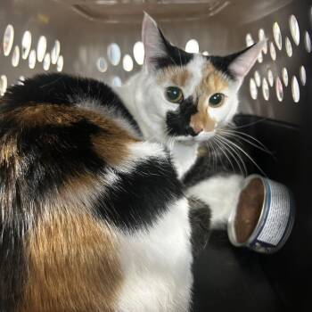 Harvest -  Domestic Short Hair Cat for Adoption in Newark, New Jersey - Harvest | PetCurious