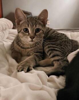 Casey -  Domestic Short Hair Cat for Adoption in Morganton, North Carolina - Casey | PetCurious