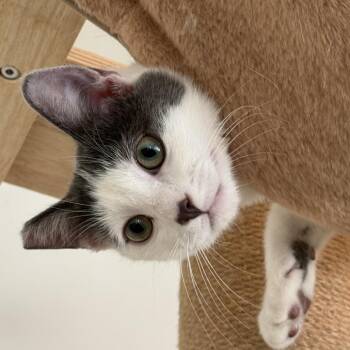 Virgil -  Domestic Short Hair Cat for Adoption in Los Angeles, California - Virgil | PetCurious
