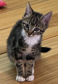 26-28 Barry -  Domestic Short Hair Cat for Adoption in St. Helens, Oregon - 26-28 Barry | PetCurious