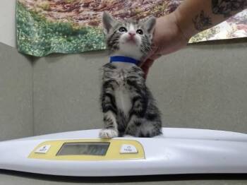A554269 -  Domestic Short Hair Cat for Adoption in Moreno Valley, California - A554269 | PetCurious