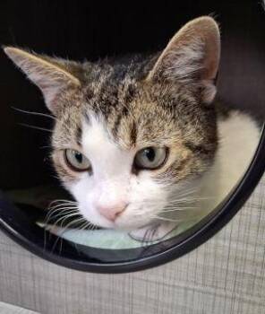 Tabby and Domestic Short Hair Cats Available for Adoption - Maggie | PetCurious