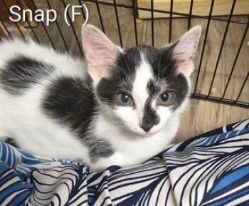 Snap -  Domestic Short Hair Cat for Adoption in Saugerties, New York - Snap | PetCurious