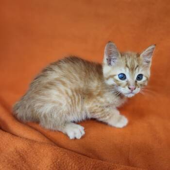 Rescue Domestic Short Hair Cats for Adoption in Coos Bay, Oregon - Heathcliff | PetCurious