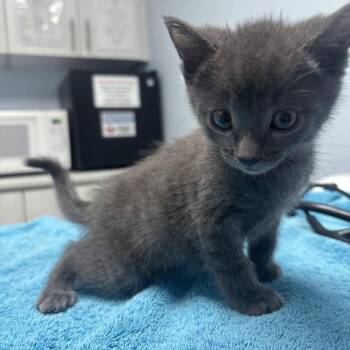 Nemo -  Domestic Short Hair Cat for Adoption in Riverside, California - Nemo | PetCurious