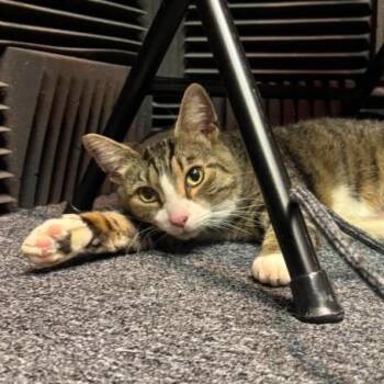 BRUISER -  Domestic Short Hair Cat for Adoption in Barnstable, Massachusetts - BRUISER | PetCurious