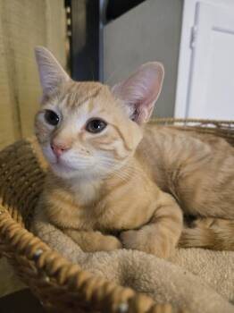 Foxtrott -  Domestic Short Hair Cat for Adoption in Sioux Falls, South Dakota - Foxtrott | PetCurious