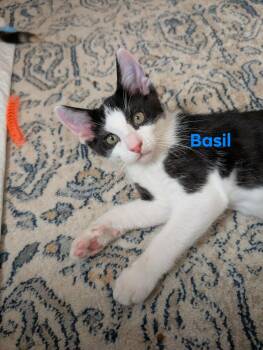 Basil -  Domestic Short Hair Cat for Adoption in Champaign, Illinois - Basil | PetCurious