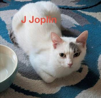 Domestic Short Hair Cats Available for Adoption in New Bern, North Carolina - J Joplin | PetCurious