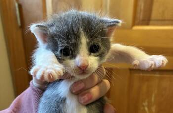 Lala -  Domestic Short Hair Cat for Adoption in Meriden, Connecticut - Lala | PetCurious