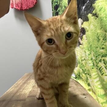 Chargers -  Domestic Short Hair Cat for Adoption in Normal, Illinois - Chargers | PetCurious