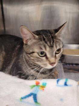 Tater -  Domestic Short Hair Cat for Adoption in Angola, Indiana - Tater | PetCurious