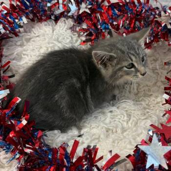 Vanuatu -  Domestic Short Hair Cat for Adoption in Harrisonburg, Virginia - Vanuatu | PetCurious