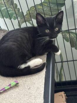 Daisy -  Domestic Short Hair Cat for Adoption in Zephyrhills, Florida - Daisy | PetCurious