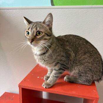 Daniella Karagach -  Domestic Short Hair Cat for Adoption in West Des Moines, Iowa - Daniella Karagach | PetCurious