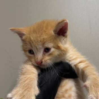 Coolwhip -  Domestic Medium Hair Cat for Adoption in West Olive, Michigan - Coolwhip | PetCurious