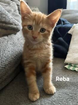 Reba -  Domestic Short Hair Cat for Adoption in Chicopee, Massachusetts - Reba | PetCurious