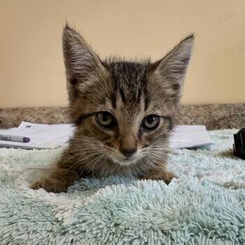 Creamsicle -  Domestic Short Hair Cat for Adoption in Corinth, Mississippi - Creamsicle | PetCurious