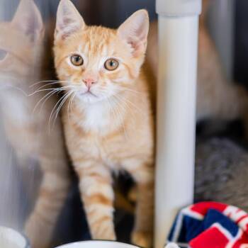 Percy Bonded to Grover -  Domestic Short Hair Cat for Adoption in Wilmington, Delaware - Percy Bonded To Grover | PetCurious