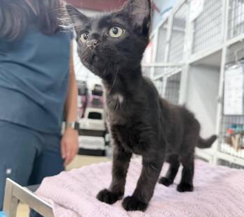 Skullet -  Domestic Medium Hair Cat for Adoption in Raleigh, North Carolina - Skullet | PetCurious