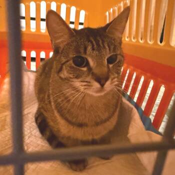 Domestic Short Hair Cats Available for Adoption - Shelby | PetCurious