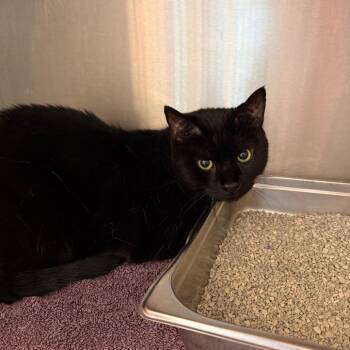 Domestic Short Hair Cats Available for Adoption in Englewood, Florida - Jasper | PetCurious