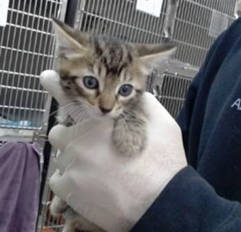 ROBIN -  Domestic Short Hair Cat for Adoption in Salinas, California - ROBIN | PetCurious