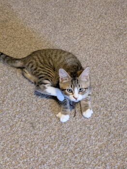 Rescue Domestic Medium Hair Cats for Adoption in Twin Falls, Idaho - Kenny | PetCurious