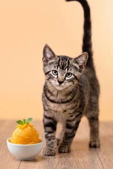 MANGO -  Domestic Short Hair Cat for Adoption in Belleville, Illinois - MANGO | PetCurious