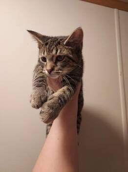 Jedi -  Domestic Short Hair Cat for Adoption in Plymouth, Michigan - Jedi | PetCurious