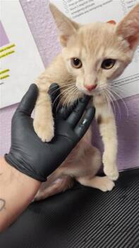 Jago -  Domestic Short Hair Cat for Adoption in El Paso, Texas - Jago | PetCurious