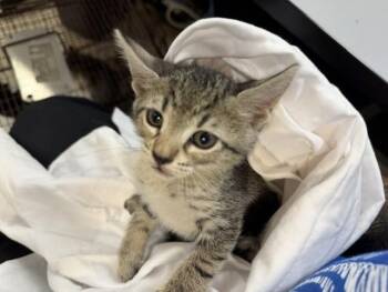 LENA -  Domestic Short Hair Cat for Adoption in Doral, Florida - LENA | PetCurious