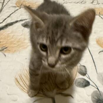 Rescue Domestic Short Hair Cats for Adoption in Blaine, Minnesota - Freya | PetCurious