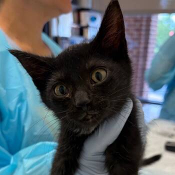 Taylor Swift -  Domestic Short Hair Cat for Adoption in Nashville, Tennessee - Taylor Swift | PetCurious
