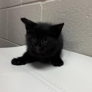 Luke -  Domestic Short Hair Cat Available for Adoption in Bristol, Indiana - Luke | PetCurious
