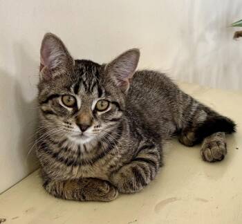 Fruit Loops (must be adopted with Captain Crunch) -  Domestic Short Hair Cat for Adoption in Walled Lake, Michigan - Fruit Loops (must Be Adopted With Captain Crunch) | PetCurious