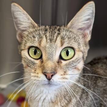 Marge - Reduced Fee -  Domestic Short Hair Cat for Adoption in Jefferson, Wisconsin - Marge - Reduced Fee | PetCurious