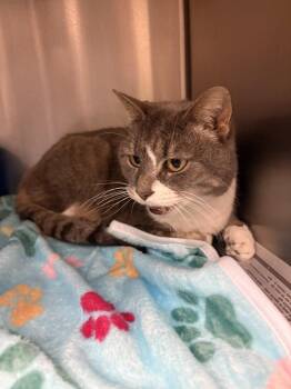 Domestic Medium Hair Cats Available for Adoption - Sylo | PetCurious