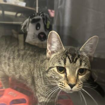 Domestic Short Hair Cats Available for Adoption in Columbus, North Carolina - Tay | PetCurious